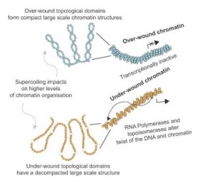 Transcription forms and remodels supercoiling domains
